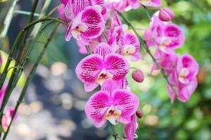 skön phalaenopsis orkide blomma blomning i trädgård blommig bakgrund foto