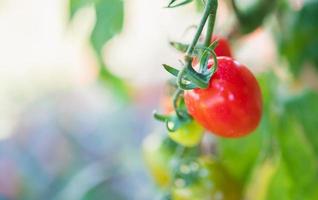 färsk röd mogen tomater hängande på de vin växt växande i växthus trädgård foto