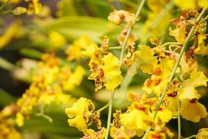 skön orkide blomma blomning i trädgård blommig bakgrund foto