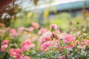 vackra rosa rosor blommar i trädgården foto