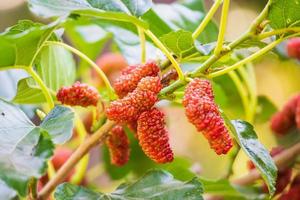 röd mogen mullbär frukt på träd gren foto