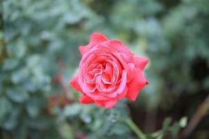 skön röd ro blomma i de trädgård foto