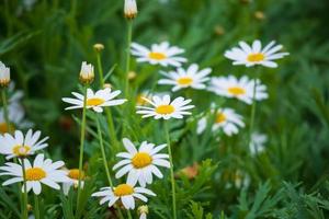 daisy blomma med grön löv foto