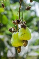 organisk kasju frukt mogen på de kasju träd i naturlig trädgård foto