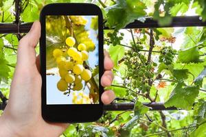 knippa av gul druva i vingård på smartphone foto