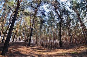 vår solig landskap i en tall skog i ljus solljus. mysigt skog Plats bland de tallar, prickad med fallen koner och barr- nålar foto