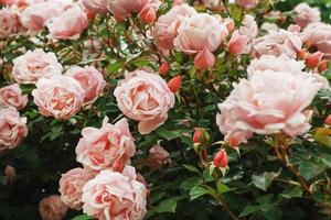 en buske med många små rosa ro närbild i de trädgård. rosa reste sig buskar blomning på de väg. foto