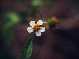 stänga upp Foto av en små bidens pilosa blomma