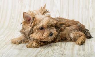 yorkshire terrier hund foto