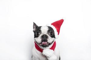 en Lycklig och glad boston terrier i en santa claus hatt och scarf ler och pinnar ut hans tunga på en vit bakgrund. de begrepp av ny år och jul. foto