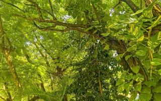 enorm skön ficus maxima fikon träd playa del carmen Mexiko. foto