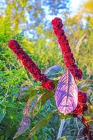 lila rosa röd blommor och växter i skog natur Tyskland. foto