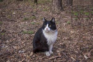 en vild svart katt vandrande i en natur parkera. foto