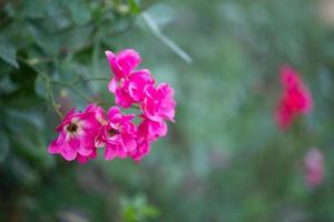 skön färgrik rosa ro blomma i de trädgård foto