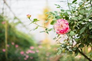 skön färgrik rosa ro blomma i de trädgård foto