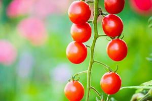 färsk röd mogen tomater hängande på de vin växt växande i organisk trädgård foto