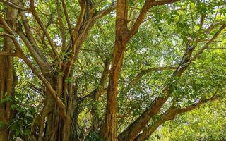 enorm skön ficus maxima fikon träd playa del carmen Mexiko. foto