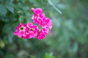 skön färgrik rosa ro blomma i de trädgård foto