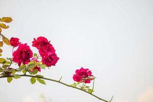 skön röd ro blomma i de trädgård foto