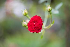 skön röd ro blomma i de trädgård foto