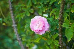 skön färgrik rosa ro blomma i de trädgård foto