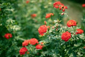 skön färgrik ro blomma i de trädgård foto