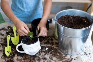 flicka transplantationer en inlagd krukväxt philodendron in i en ny jord med dränering. inlagd växt vård, vattning, gödsling, hand stänk de blandning med en skopa och tampa den i en pott. foto