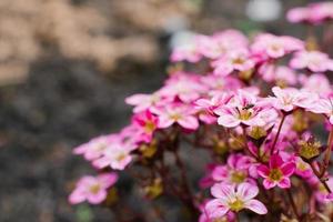 ljus rosa saxifraga blommor i de vår i de trädgård närbild foto