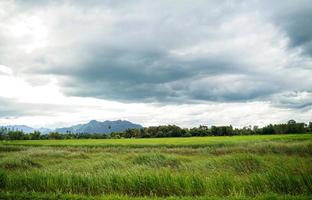 grön ris fält med berg bakgrund under molnig himmel efter regn i regnig säsong, panorama- se ris . foto