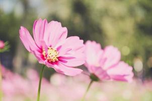 kosmos blomma tapet foto