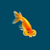guldfisk isolerat på blå bakgrund foto