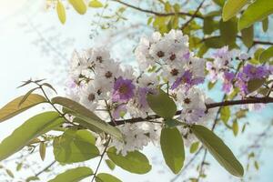 skön lila och vit blomma av bungor eller lagerstroemia calyculata kurz på träd med solljus på blå himmel bakgrund. foto