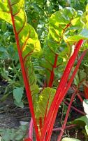 mangold sallad växa i de vegetabiliska trädgård. färgrik löv. växande grönsaker. foto