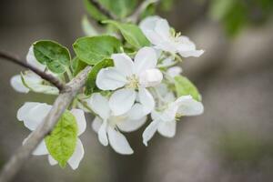 vit blommor av en blomning äpple träd i vår närbild makro i natur utomhus. foto