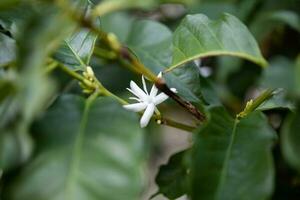 vit blomma i kaffe träd stänga upp foto