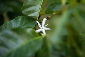 vit blomma i kaffe träd stänga upp foto