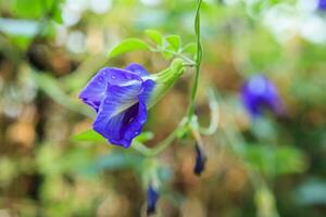 stänga upp blå fjäril ärta blomma i de trädgård foto