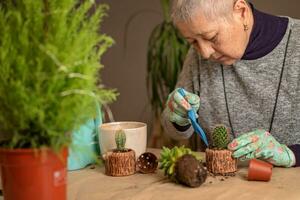 äldre kvinna föder upp kaktusar och transplanterar dem i nya krukor foto