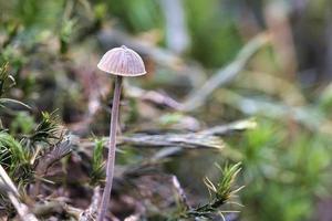 en filigran små svamp på mossa med ljus fläck i skog. skog golv. makro foto