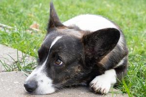 söt corgi cardigan är liggande på de gräs i sommar foto