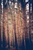 tall skog vår morgon- retro foto
