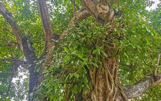 enorm skön ficus maxima fikon träd playa del carmen Mexiko. foto