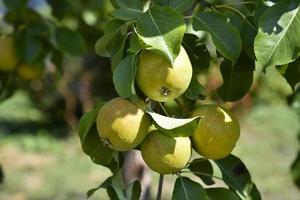 saftig päron frukt på grenar i höst på en ljus dag. päron skörda i de trädgård. foto