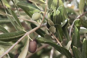 grön olja oliv på de gren närbild, färsk oliver växt, mogen oliv blad, lövverk av de vintergröna träd med frukt utomhus, natur bakgrund. foto