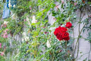 skön klättrande reste sig på årgång grå tegel i blomma trädgård foto