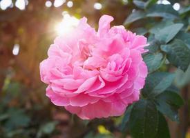 skön färgrik rosa ro blomma i de trädgård foto