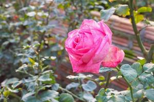 skön färgrik rosa ro blomma i de trädgård foto