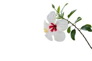 hibiskus blomma isolerat på vit bakgrund foto