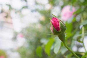 skön färgrik rosa ro blomma i de trädgård foto