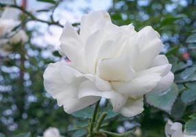 skön vit ro blomma i de trädgård foto